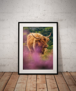 To buy a print or any of the below please click on the images